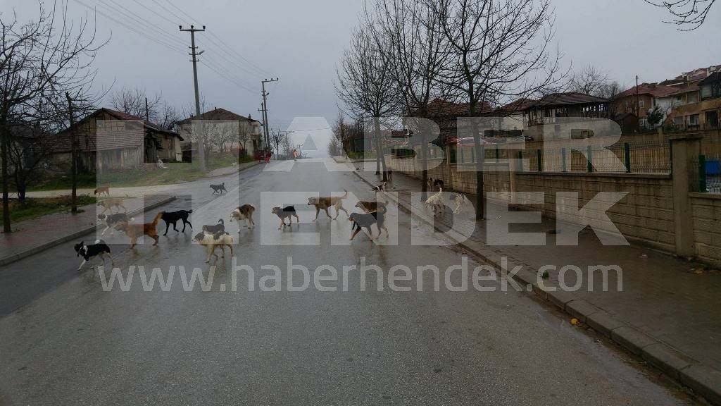 Başı Boş Köpeklerin Sayısı Artınca WhatsApp Haber Hattımıza gelen şikayet