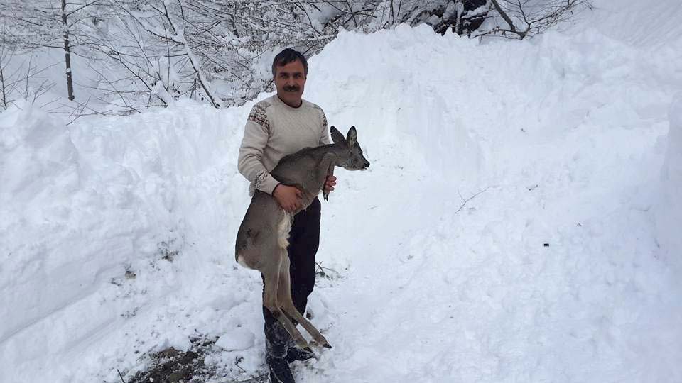 Muhtar Yavru Karaca'yı Kurtararak doğaya saldı