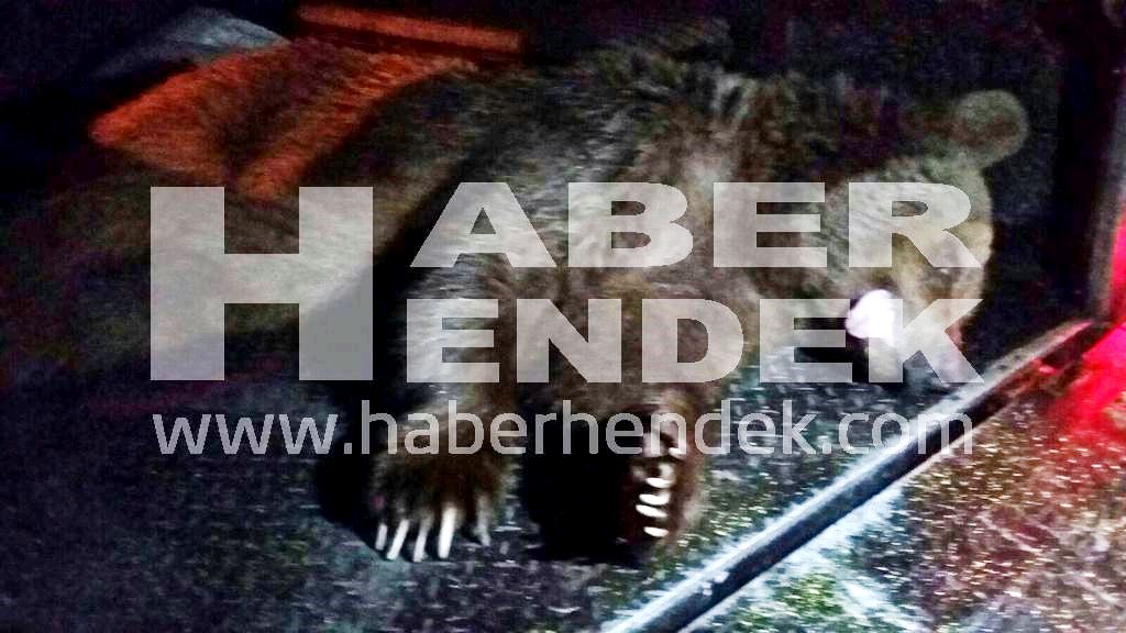 Genç Avcıyı Ağır Yaralayan Ayı Öldürüldü