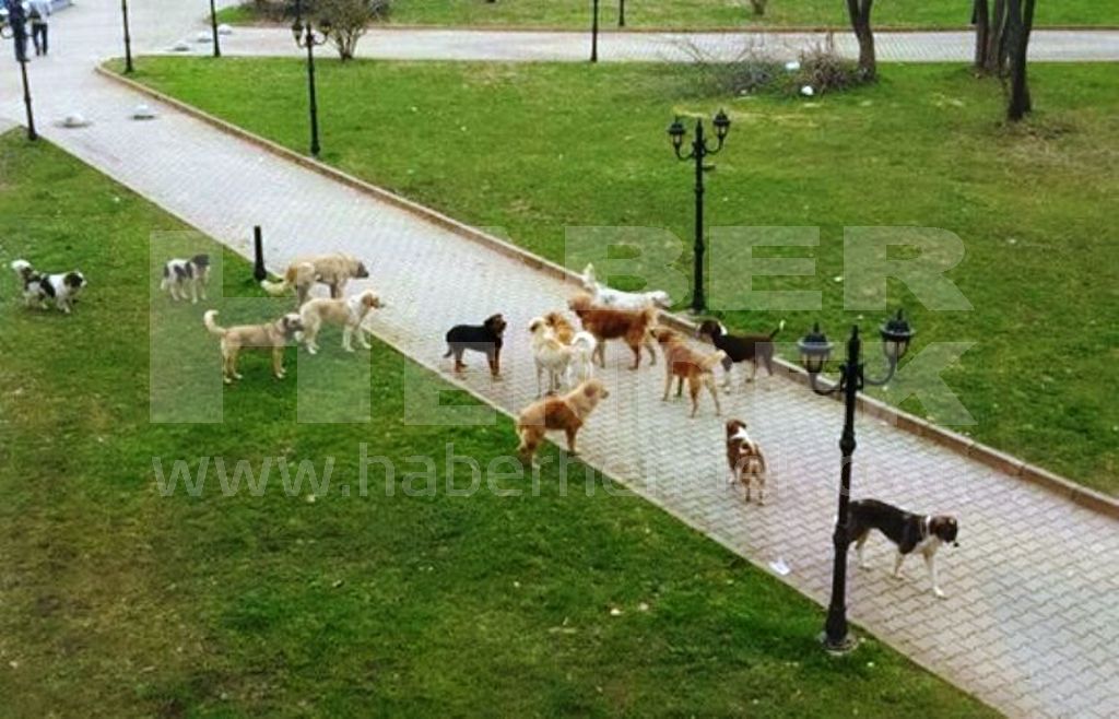 Sürü Halinde Gezen Köpekler Korku Saçıyor
