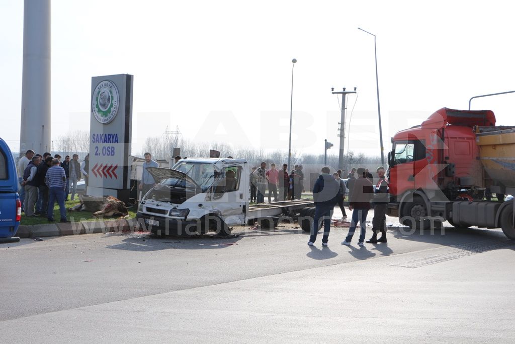 Trafik Kazasında Büyükbaş Hayvanlar Telef Oldu