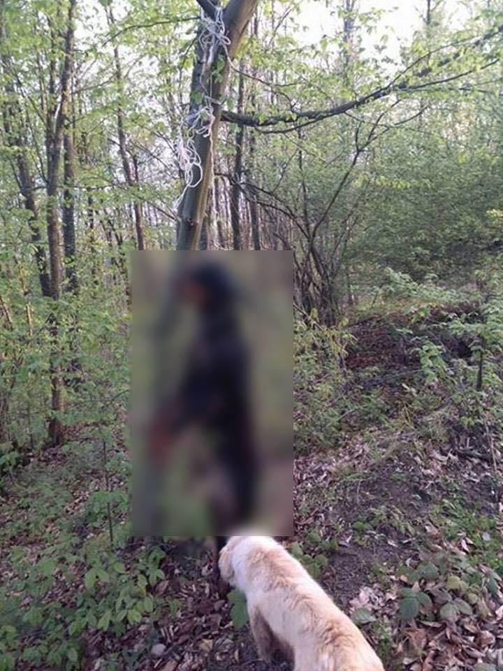 Vahşet Köpeği Ağaca Astılar