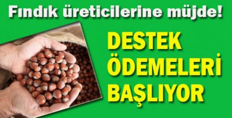 Fındık Destek Ödemeleri Başlıyor