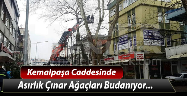 Kemalpaşa Caddesinde Asırlık Çınar Ağaçları Budanıyor