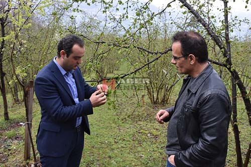SUNMAN, FINDIK BAHÇELERİNİ İNCELEDİ