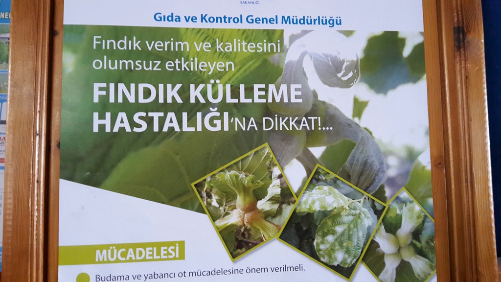 Hendek İlçe Tarım Fındık Üreticisini Uyardı