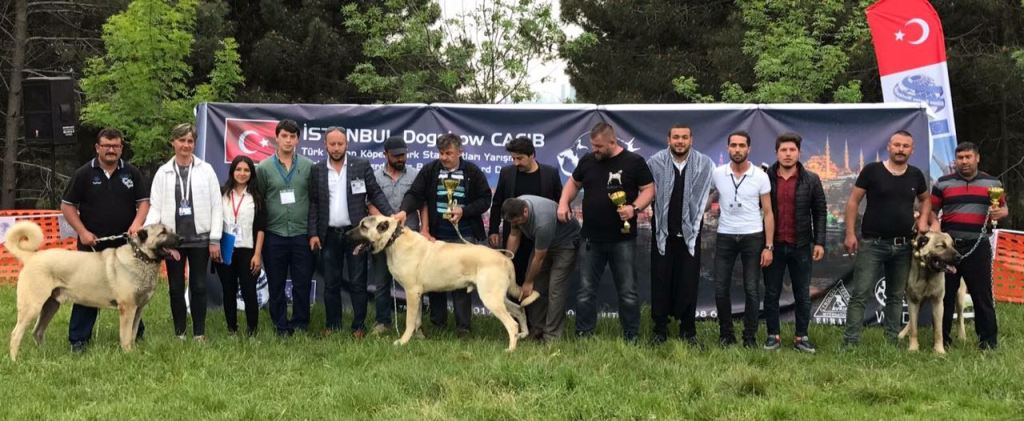 Çoban Köpekleri Zirvede Show Yaptı