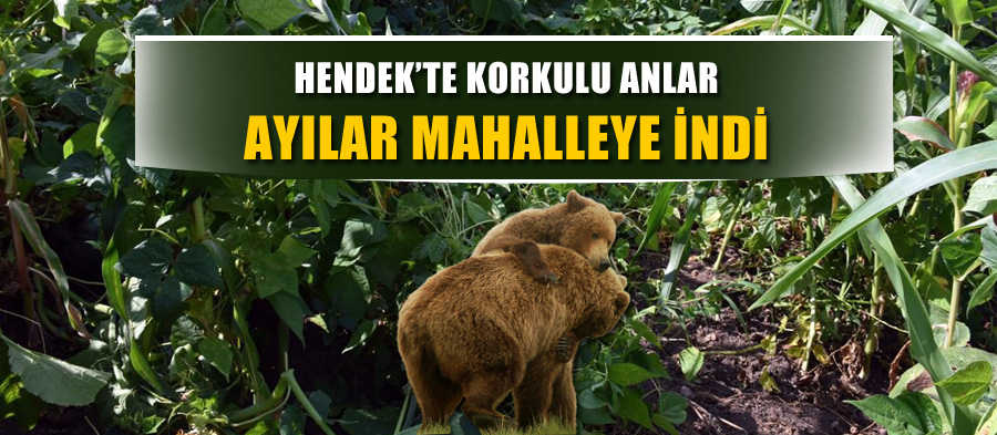 Fındık bahçelerinde Ayı dolaşıyor