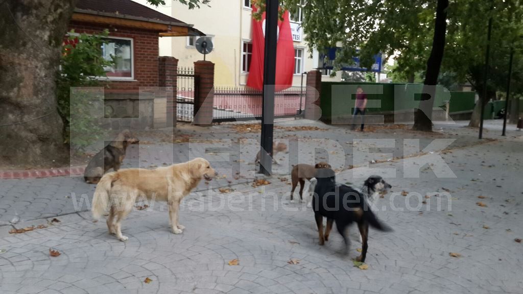 Sürü Halinde Başı Boş Gezen Köpekler Tehlike Saçıyor