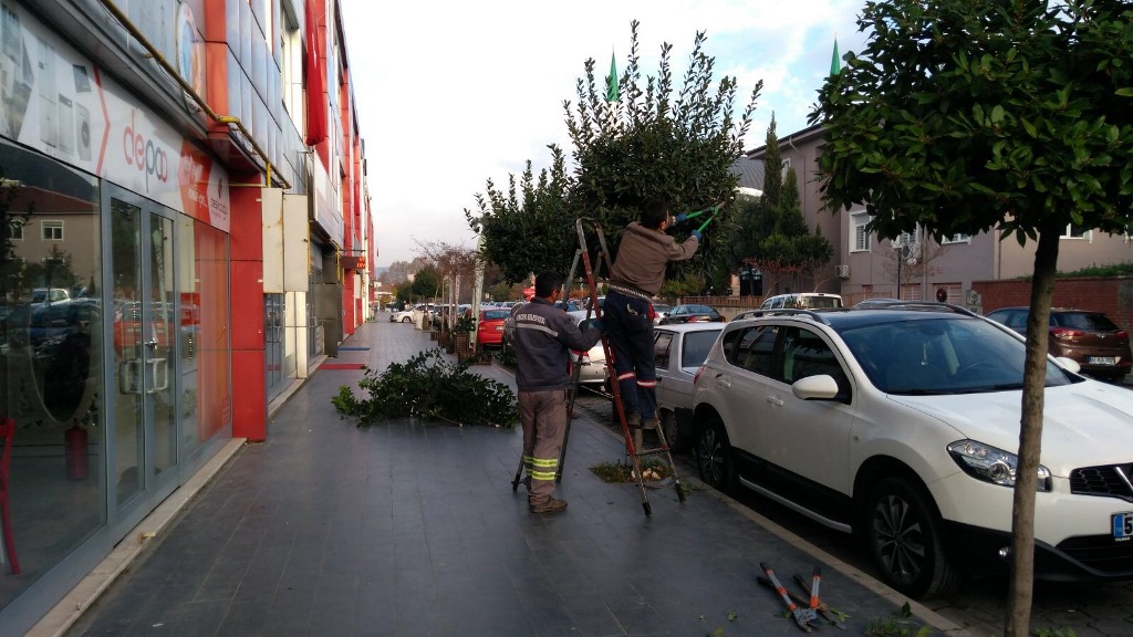 Hendek’te ağaçlar budanıyor