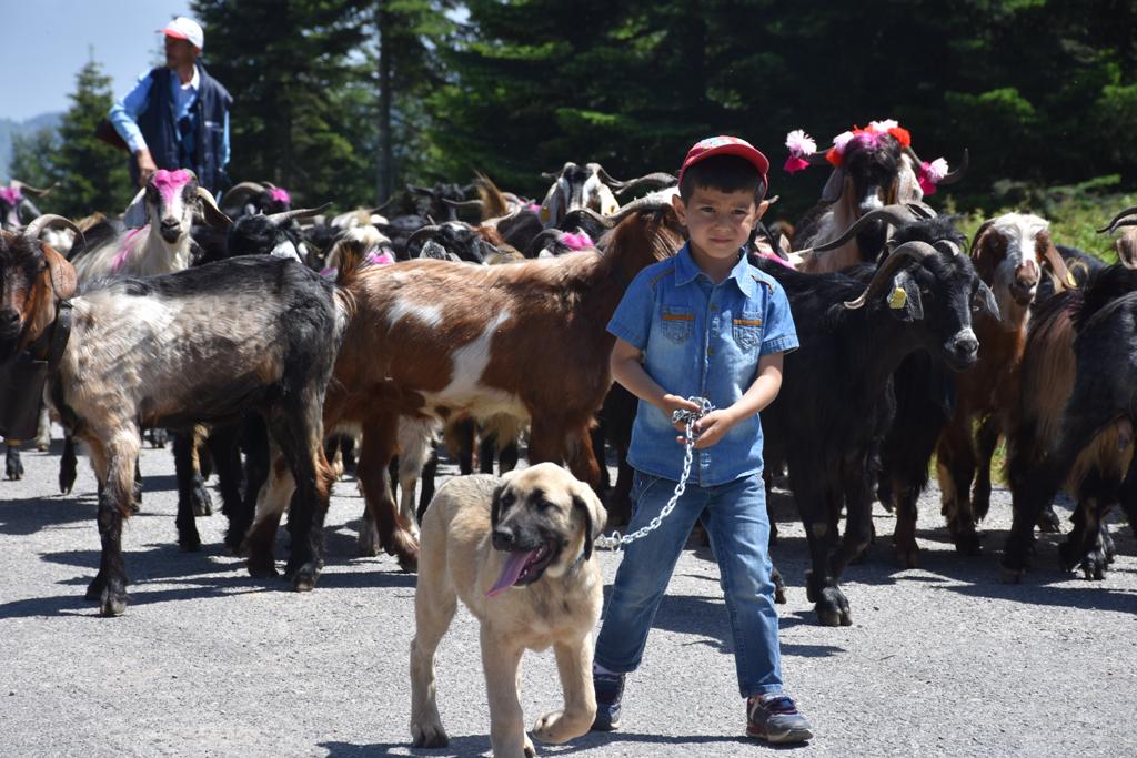 Zirvede 110 Yıllık Yayla Göçü Başladı