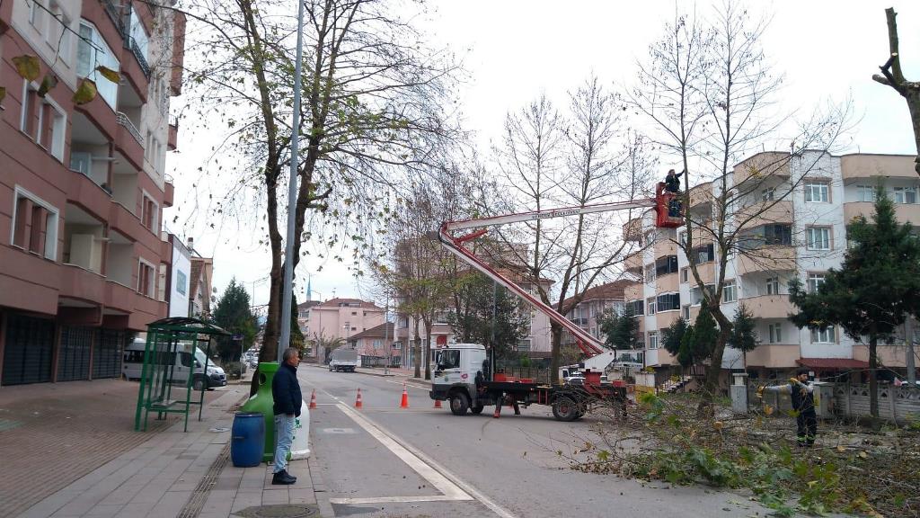 Hendek’te Ağaçlar Budanıyor