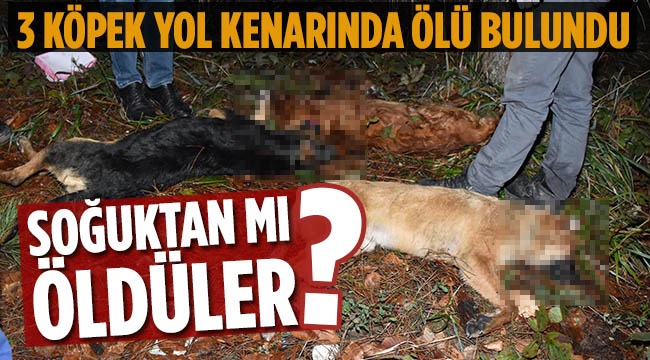 Yol Kenarında Ölü Bulundular