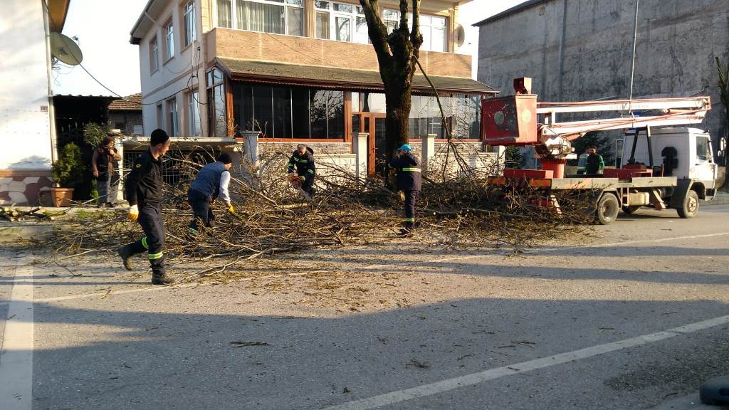 Cadde ve Bulvarlardaki Ağaçlar Budanıyor