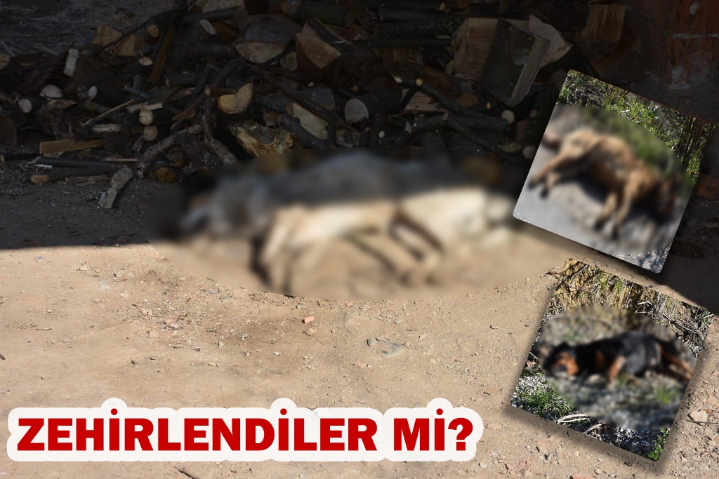 ZEHİRLENDİLER Mİ?