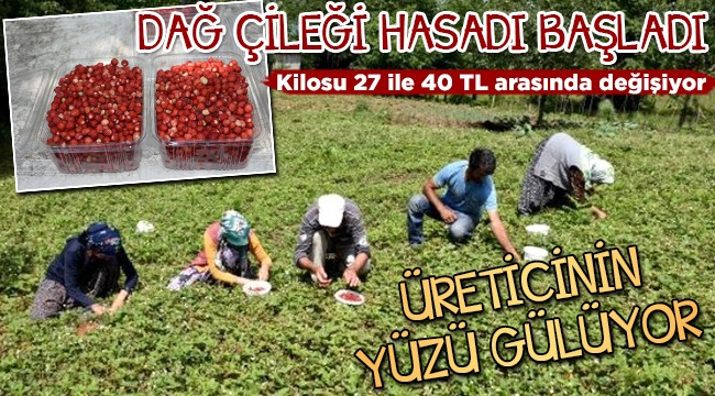 Zirvede Dağ Çileği Hasadı Başladı