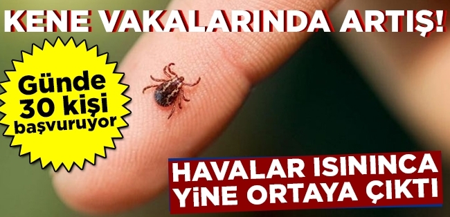 Kene Vakaları Arttı