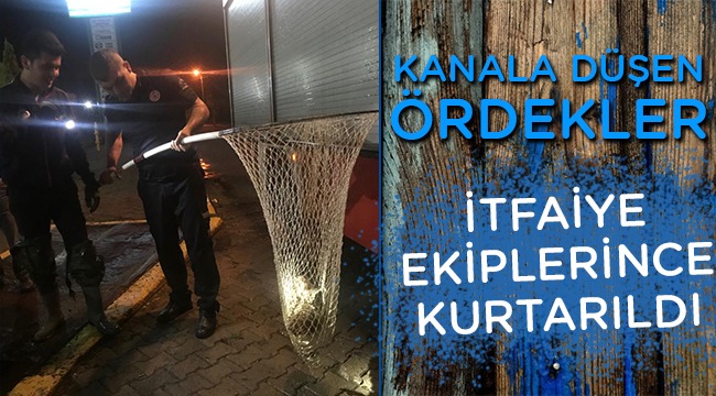 Doğaya salındı