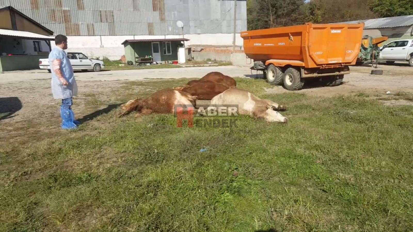 Hendek'te Esrarengiz Hayvan Ölümleri
