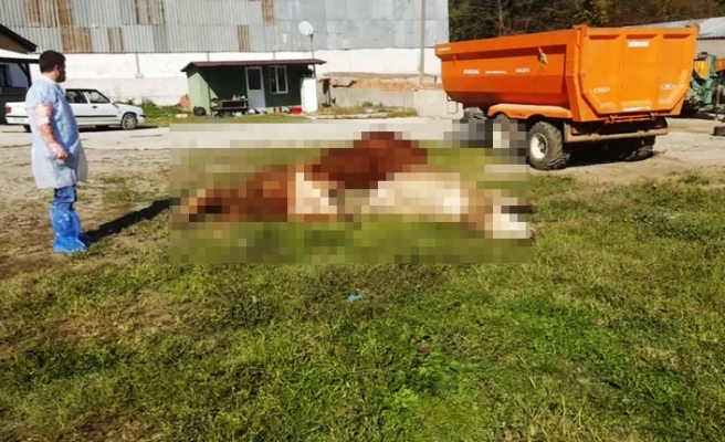 Hendek'te Telef Olan Hayvanların Sayısı Yükseldi