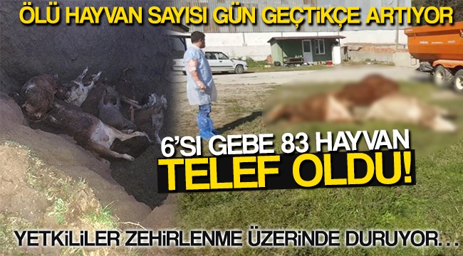 Ölü Hayvan Sayısı Gün Geçtikçe Artıyor