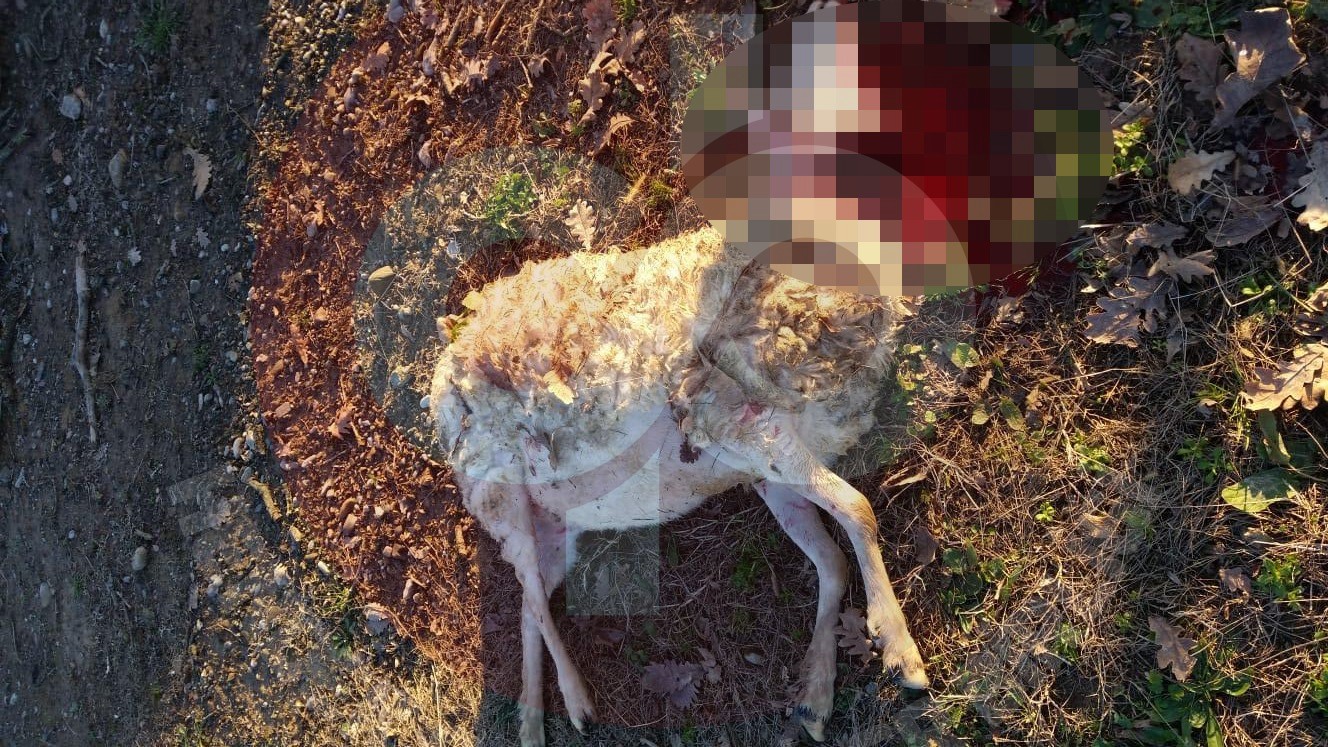 Sokak Köpekleri Saldırdı 3 Koyun Telef Oldu