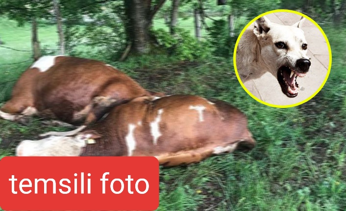 Başıboş köpekler dehşet saçtı