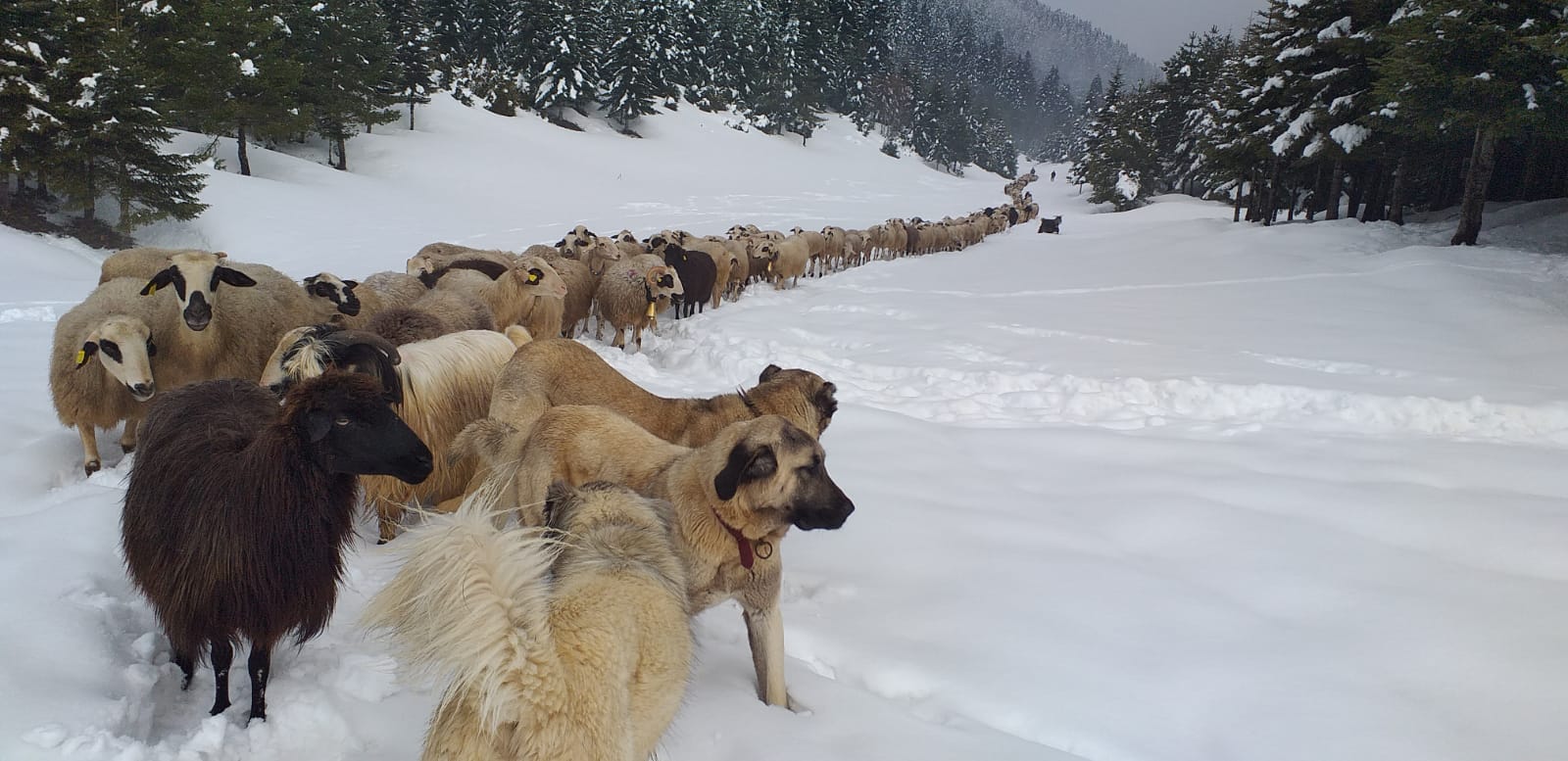 Zirveden Kar Manzaraları