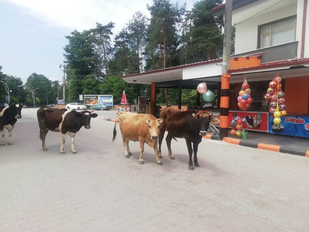 Mahallenin Meydanı İneklere Kaldı