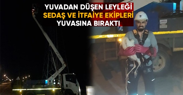Yuvadan Düşen Leyleği Yuvasına Bıraktılar