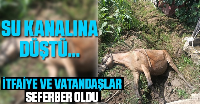 Su Kanalına Düşen At'ı İtfaiye Kurtardı