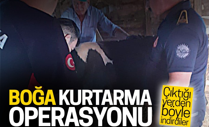 İtfaiye Ekiplerinden Boğa Kurtarma Operasyonu