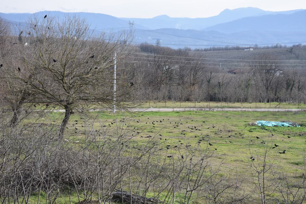 Kuşlar Güneşin Tadını Çıkardı