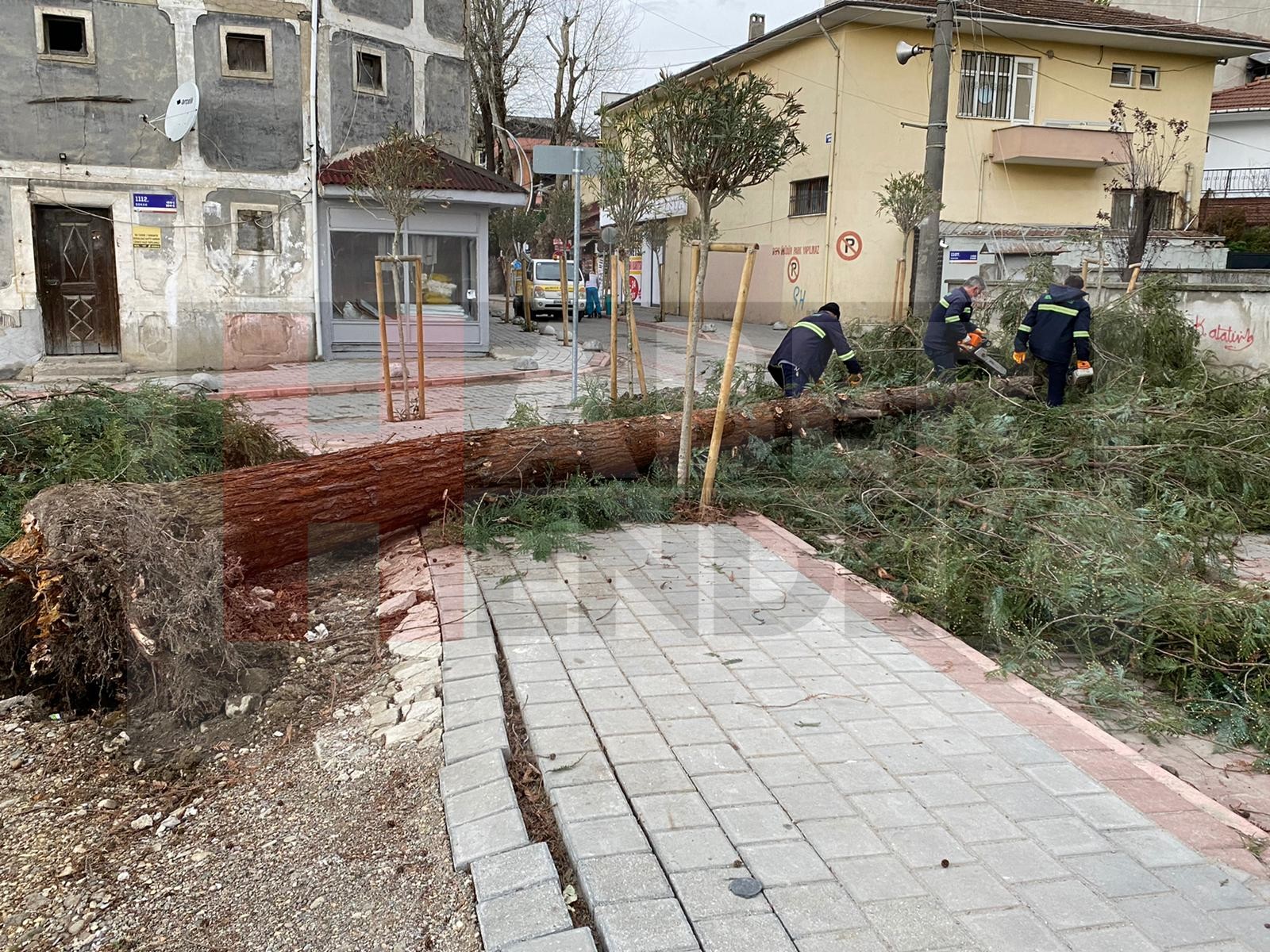 Hendek'te Etkili Rüzgar Ağaç Devirdi