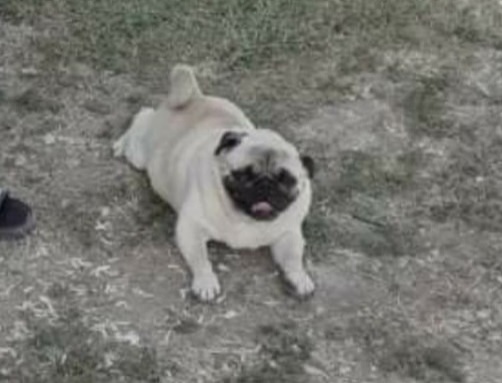 Köpeğini Bulana Ödül Verecek