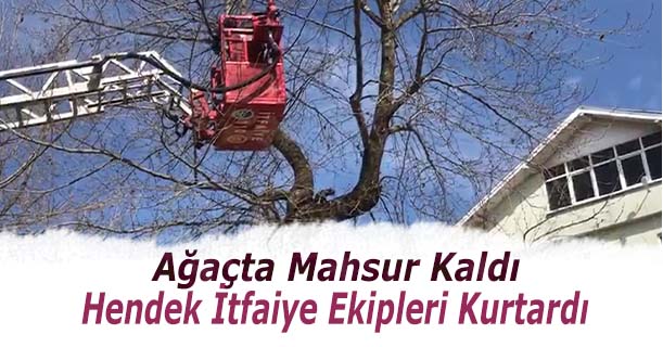Ağaçta Mahsur Kalan Kediyi İtfaiye Kurtardı