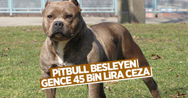Pitbull besleyen 20 yaşındaki gence 45 bin lira ceza