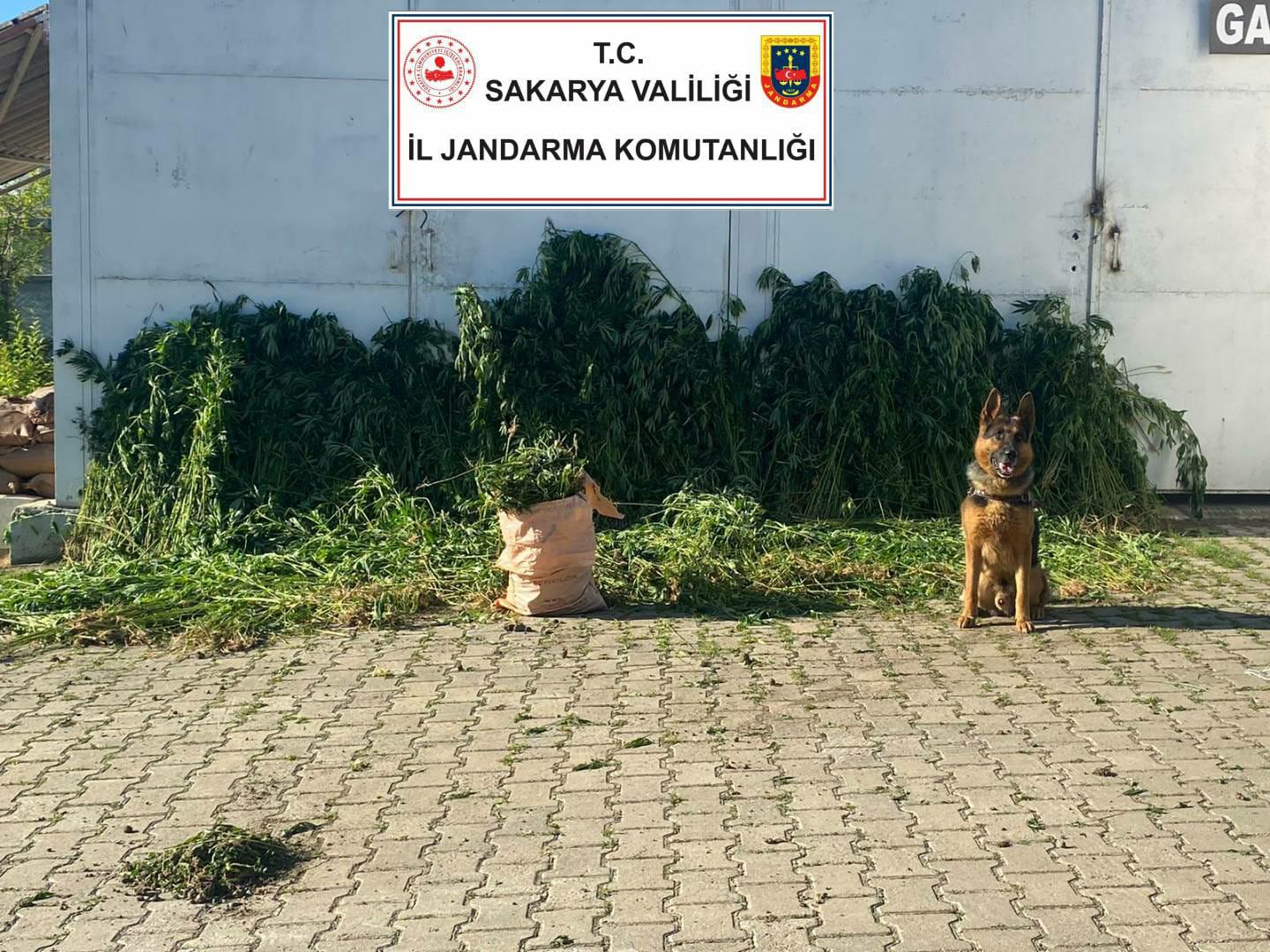 Hendek'te ekili kenevir bulundu! 1 gözaltı