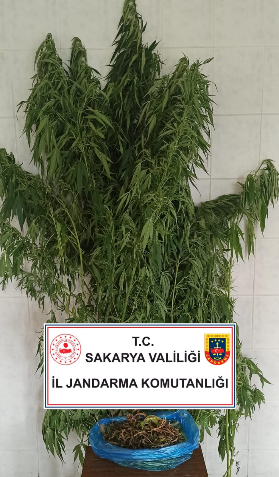 Hendek’te Esrar ve kenevir ele geçirildi