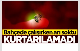 Arı sokması sonucu hayatını kaybetti
