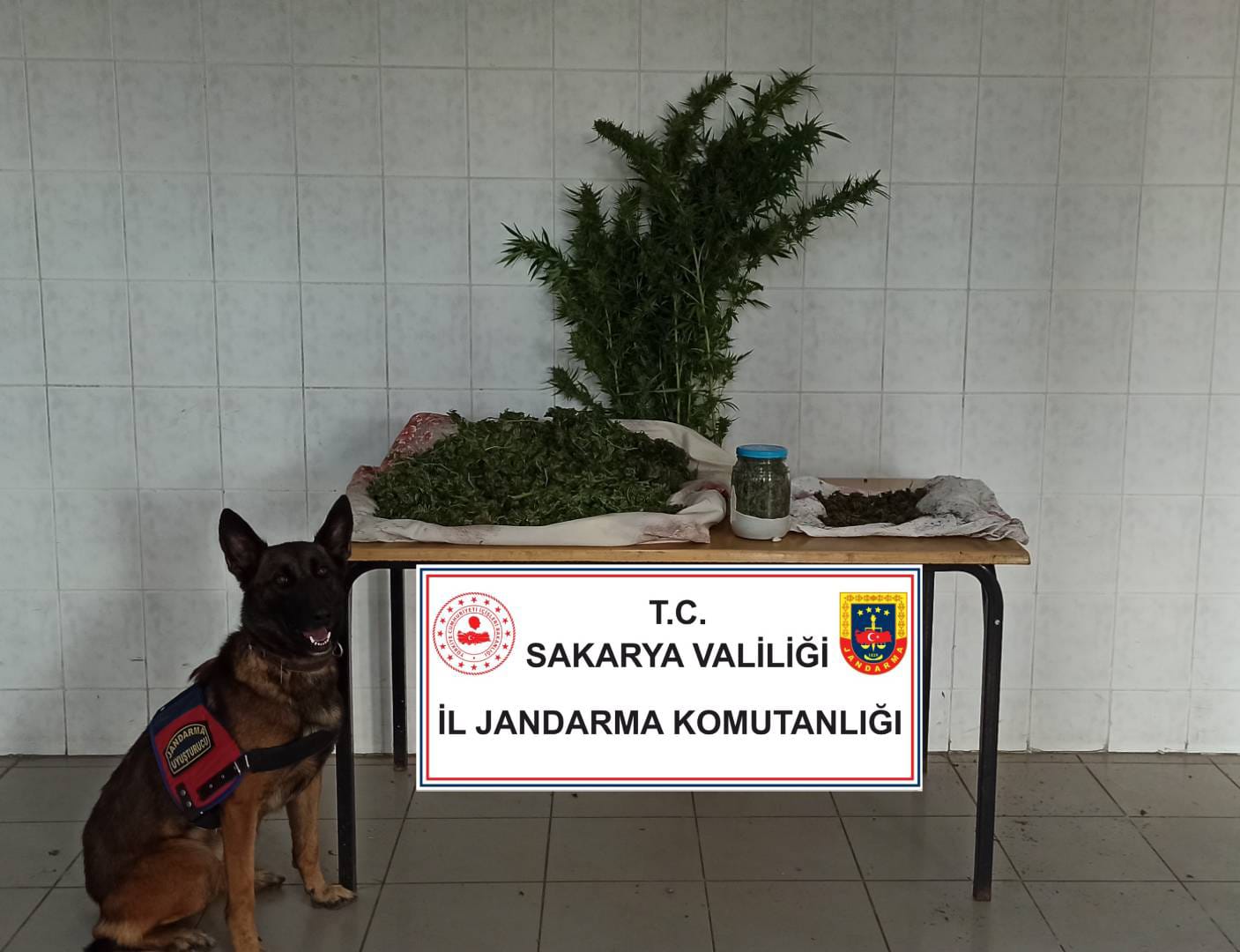 Jandarmadan Hendek'te Uyuşturucu Operasyonu