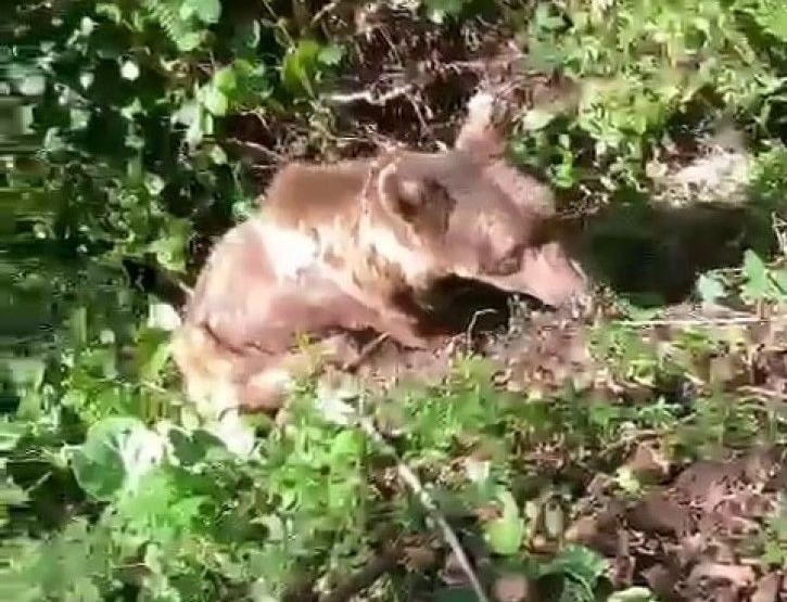 Vatandaşların bulduğu yaralı ayı tedavi altına alındı